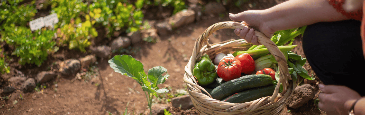 5 bad bugs in your garden this fall