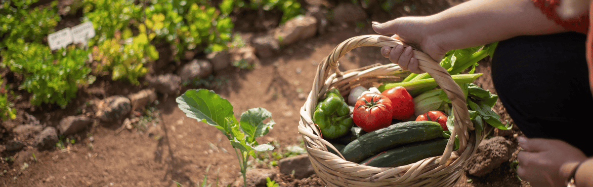 5 bad bugs in your garden this fall