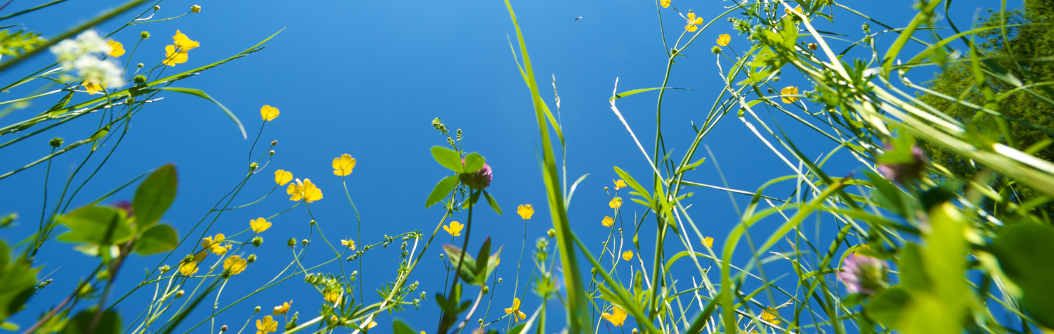 9 tips to help keep bugs out of your house this summer