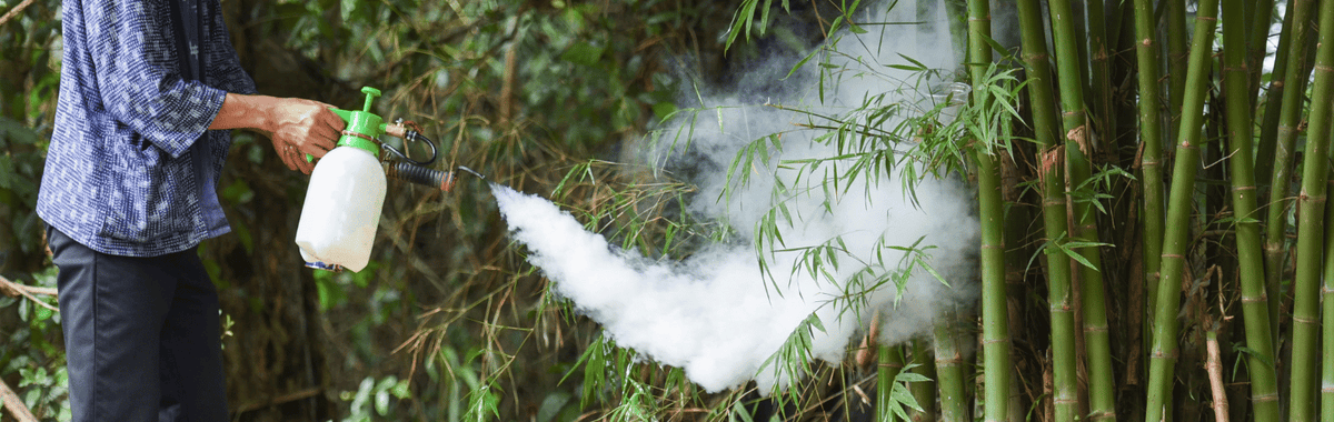 Person fogging bamboo plants with a sprayer, as with pyrethrin and permethrin products