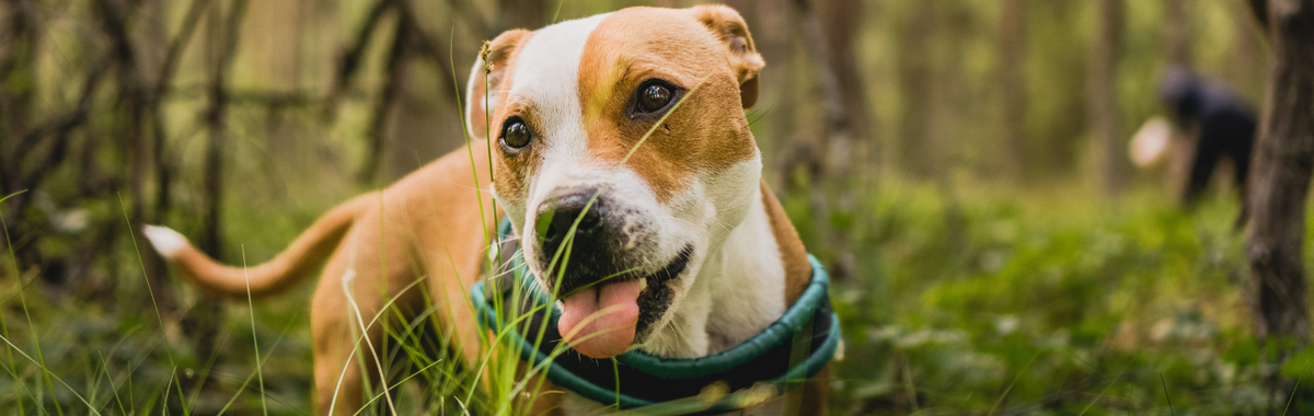 Happy dog lying in the grass, safe around a pet-safe ant killer