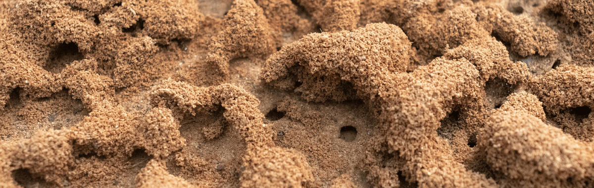 Close-up of a sandy ant colony mound