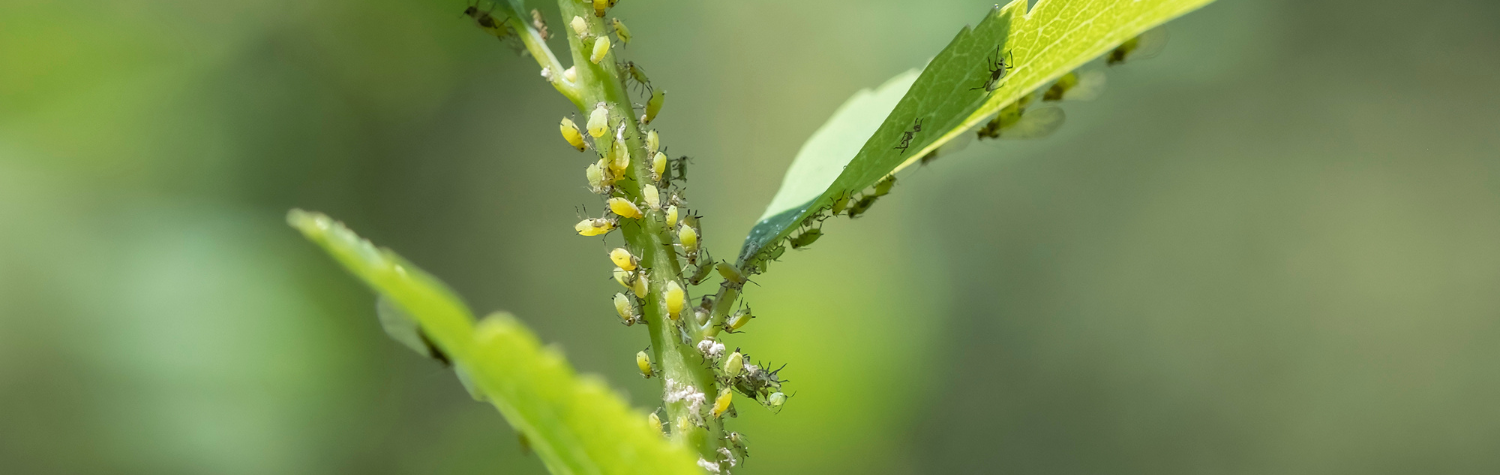 Aphid-lion