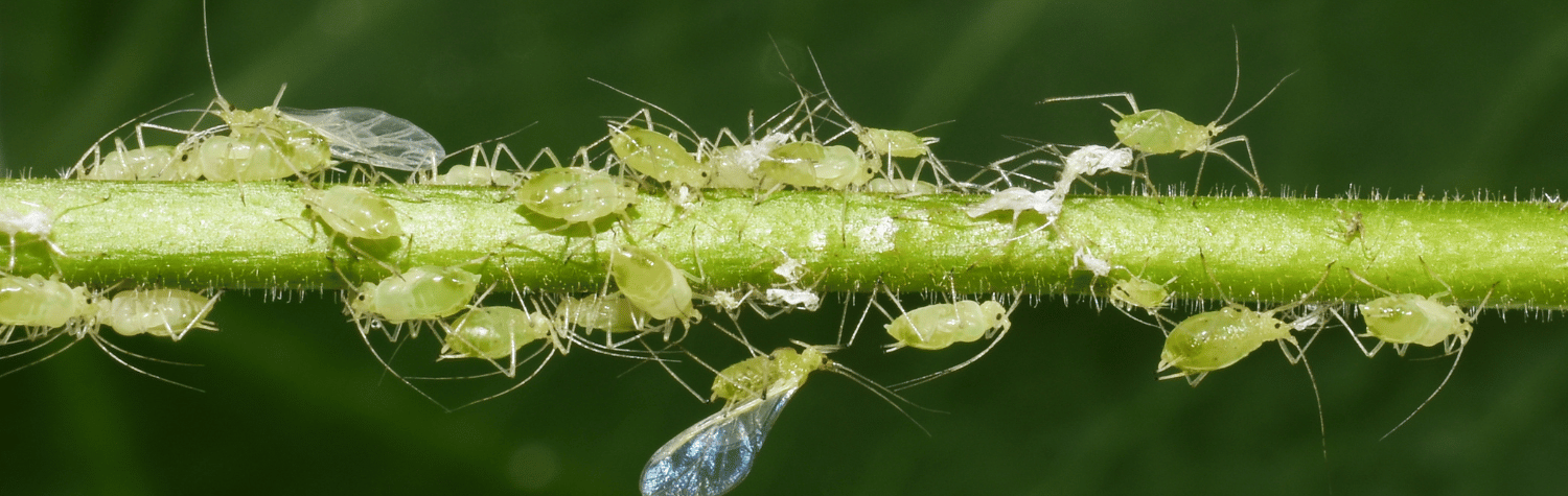 The aphid wasp: The gardener's secret weapon