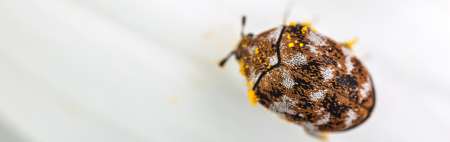 Are-carpet-beetles-harmful