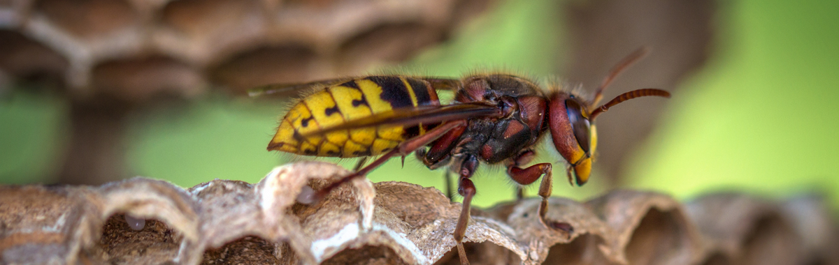 Hornet on a paper wasp nest