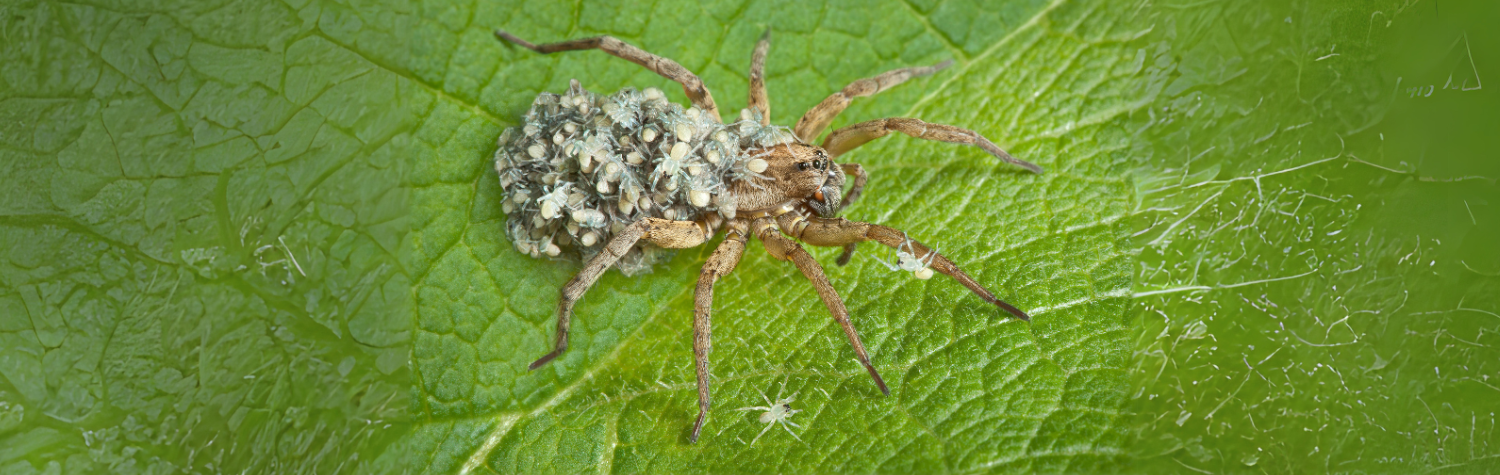 Baby-wolf-spider
