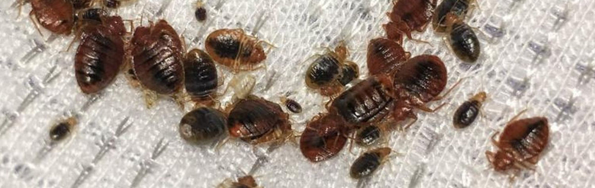 Discovering bed bug infestations early: The underrated clue of bed bug poop  – Dr. Killigan's