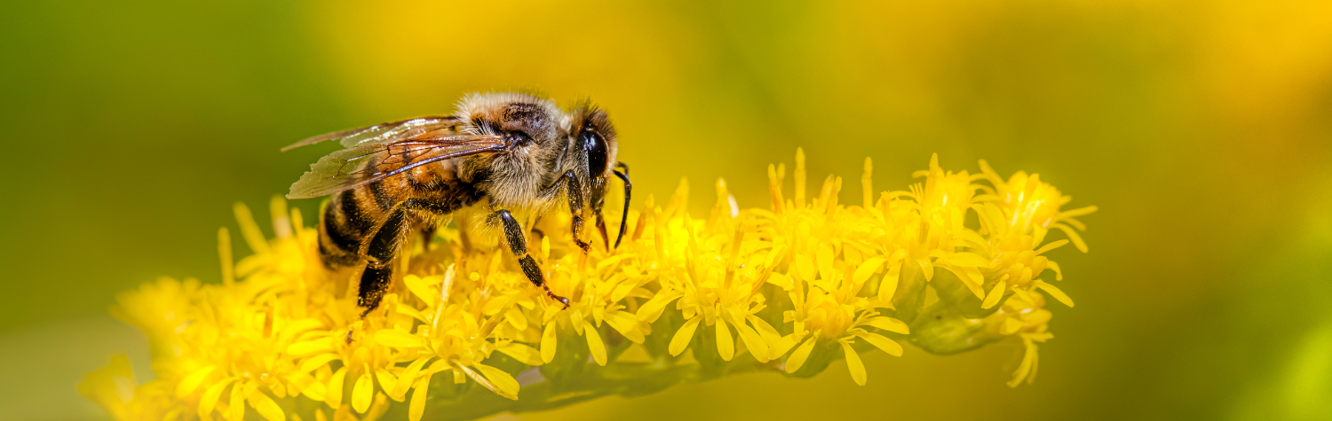 Bee-wings