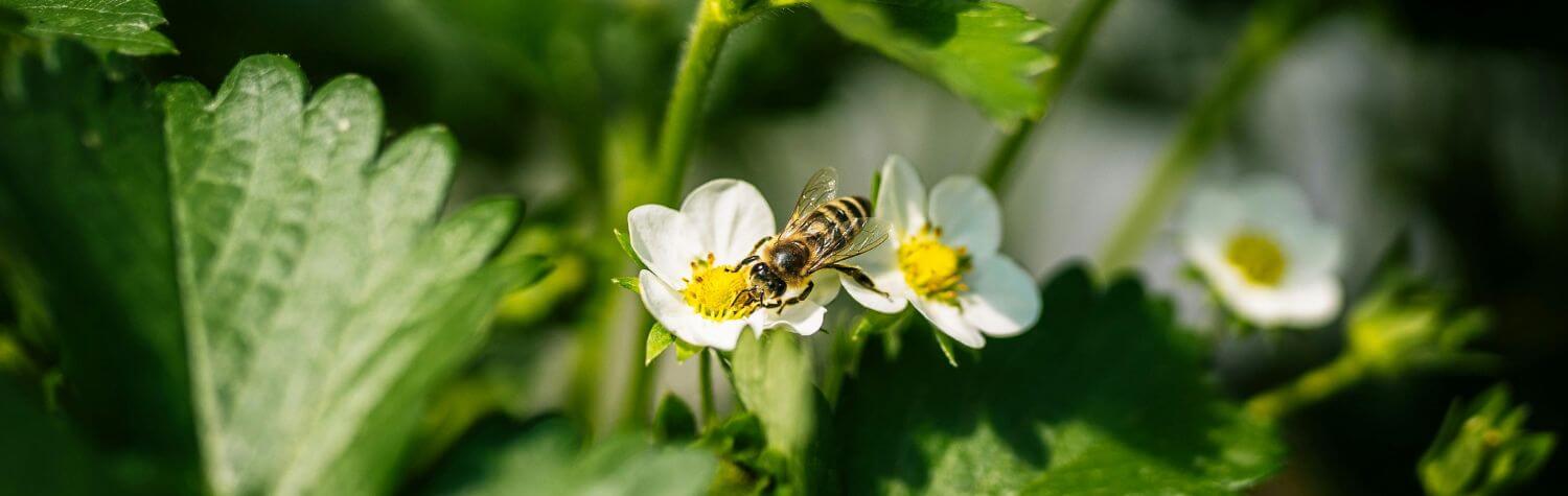 Bee pollinating a flower
