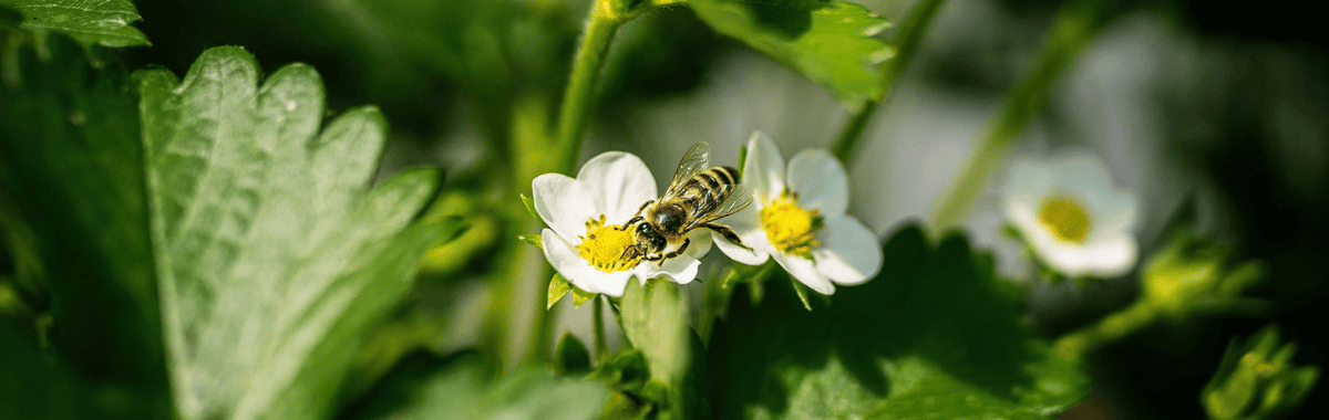 Bee pollinating a white strawberry flower, one reason bugs exist