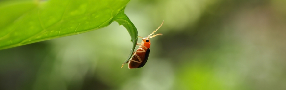 Small beetle hanging from a leaf; some insects can shed and regrow limbs