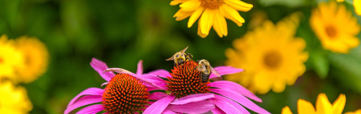 Bees, beneficial insects, pollinating purple coneflowers