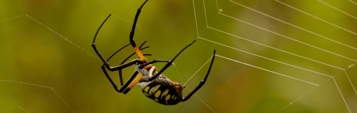 Black and yellow banana spider in its web