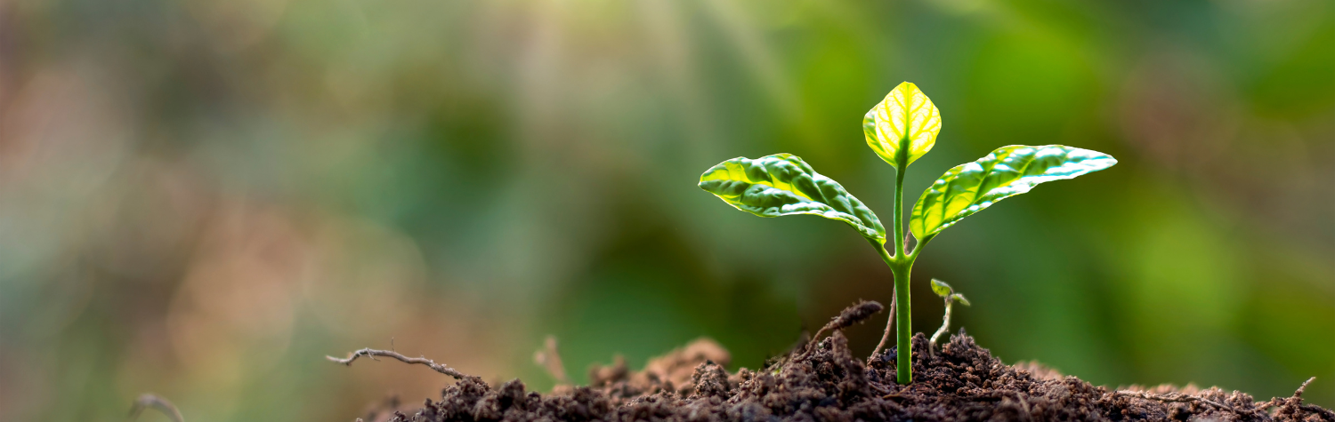 plant in soil