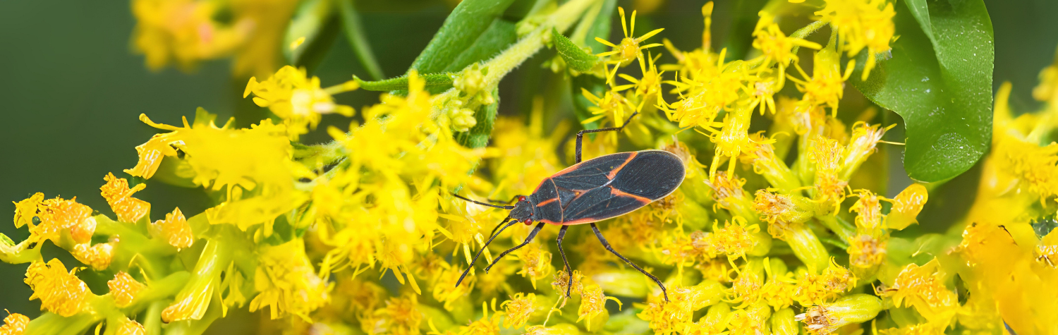 Boxelder Bugs on Windows and Entryways: How to Keep Them Out in Fall and Winter