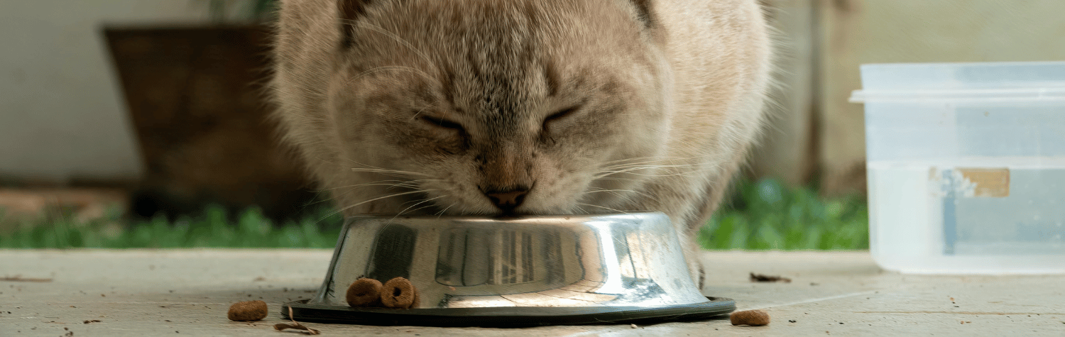Cat eating some cat food