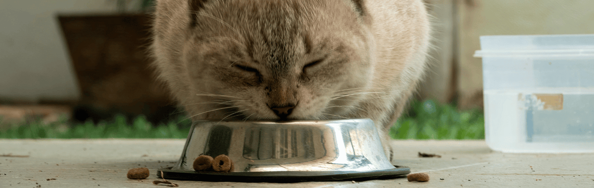 Cat eating dry food from a metal bowl; leftover cat food can attract roaches