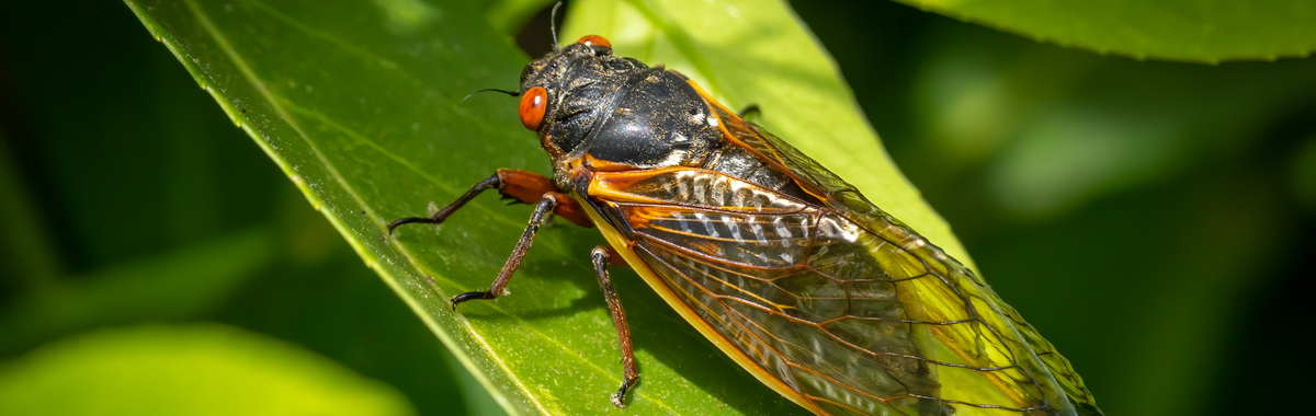 Cicada on a green leaf