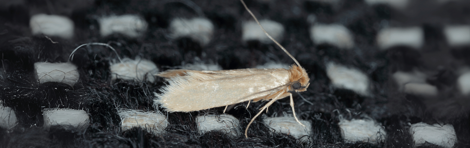 Clothing Moth