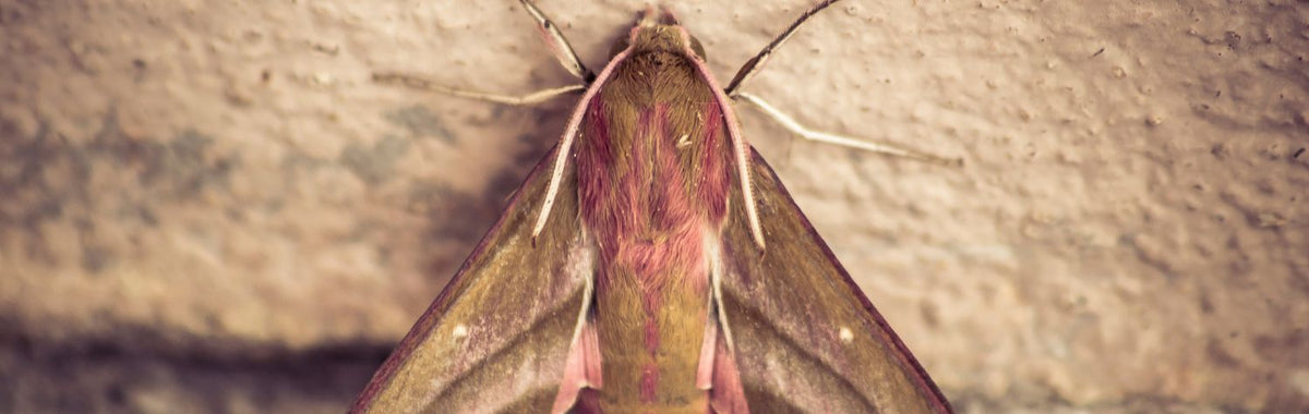 Large moth with pink and olive wings resting on a wall