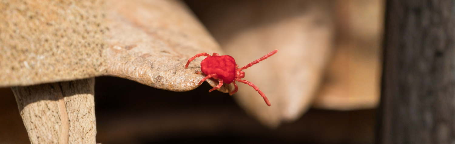 Clover Mites on Window Sills and Patio Doors: Why They Show Up in Spring