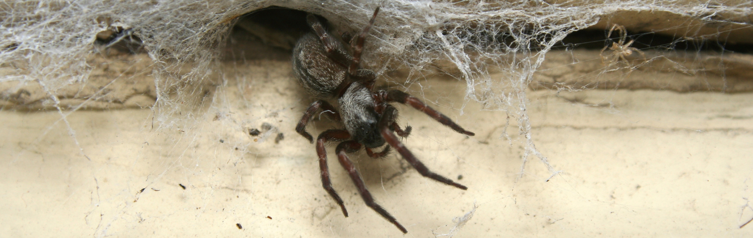 House Spiders in Vents, Corners, and Closets: How to Keep Them Out Without Harsh Sprays
