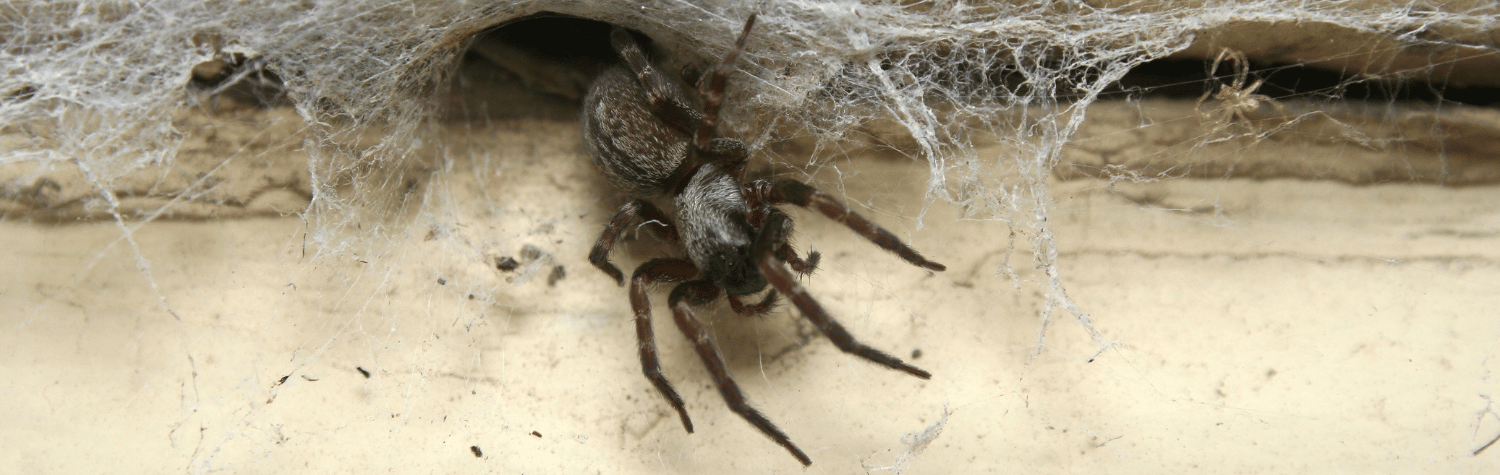 Common house spider
