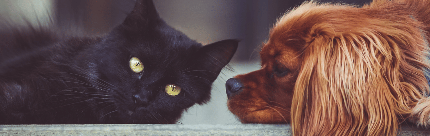 Cute dog and cat together