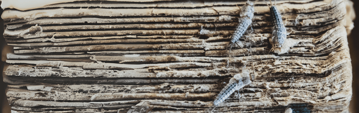 Silverfish on the edge of an old book