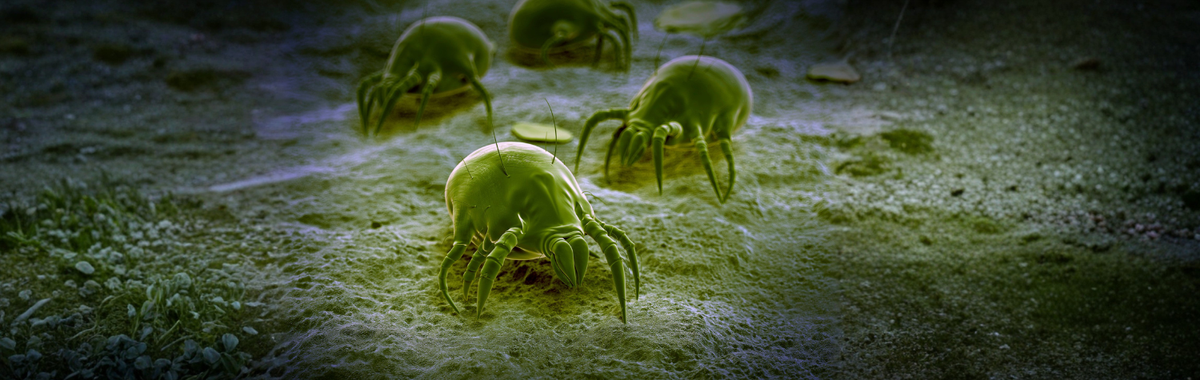 Microscopic illustration of dust mites