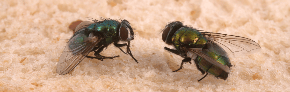 Two green bottle flies on a slice of bread