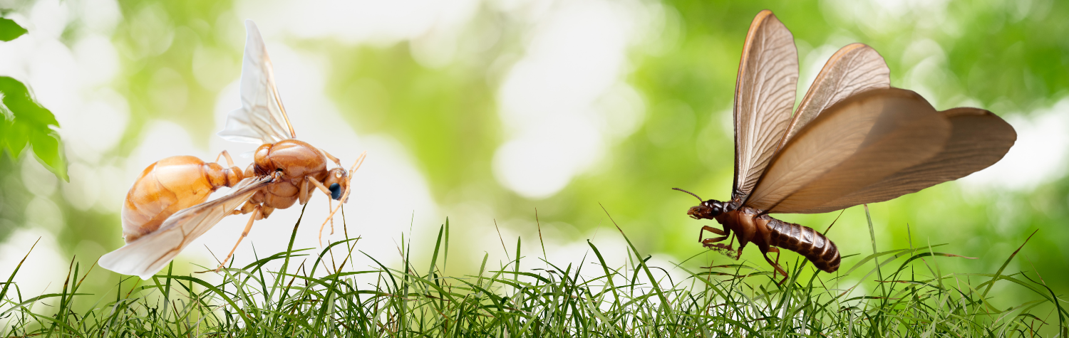 Flying-ants-vs-flying-termites