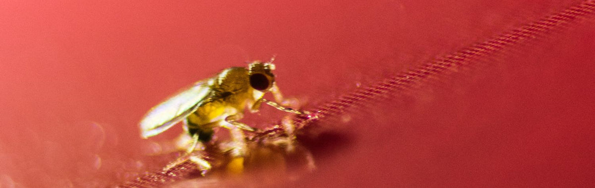 Small gnat on a red surface