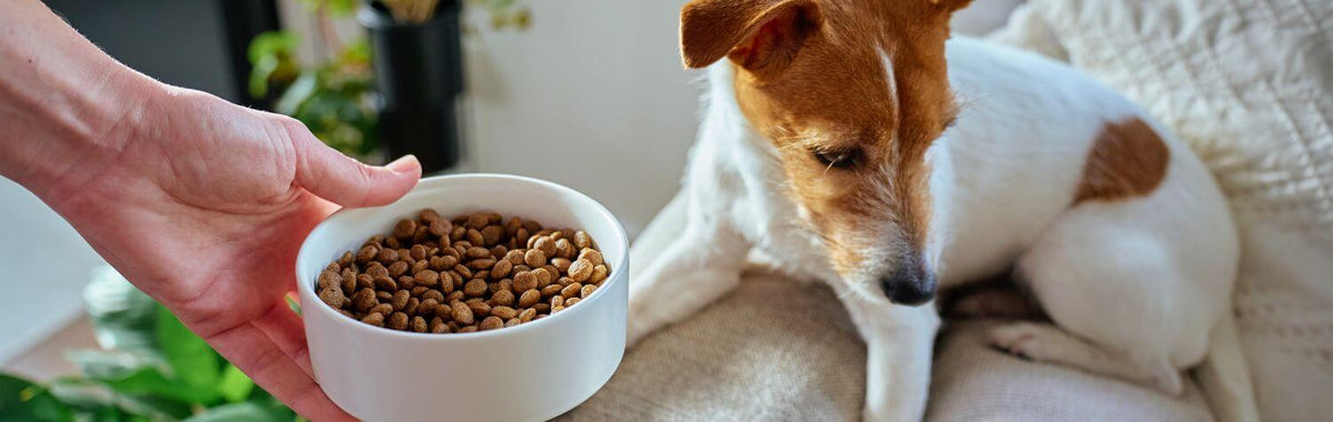 Hand Offering Dog Food Bowl to Dog