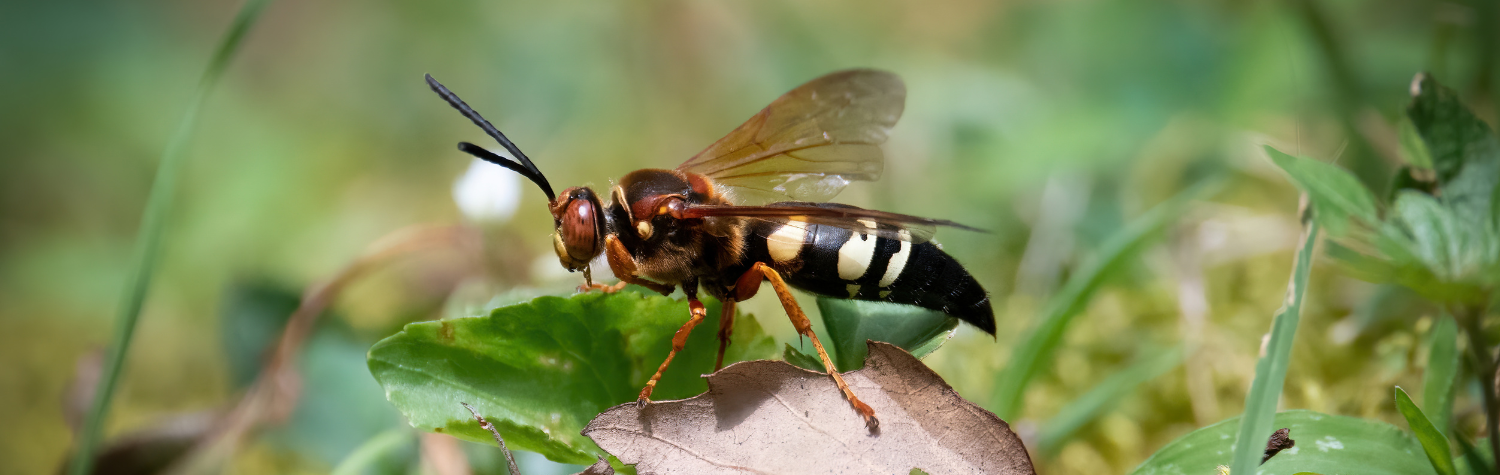 How-to-get-rid-of-cicada-killers