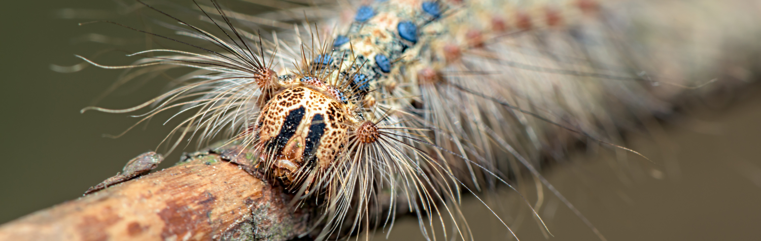 How-to-get-rid-of-gypsy-moths