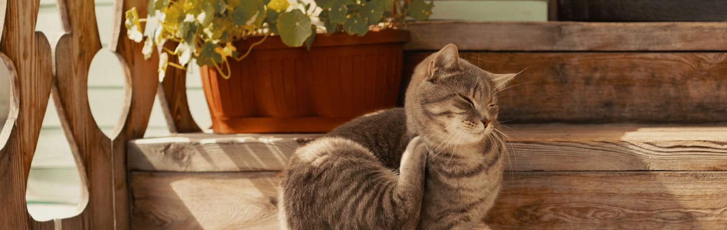 How to get rid of fleas