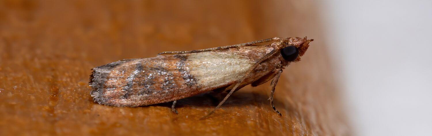 Indian meal moth