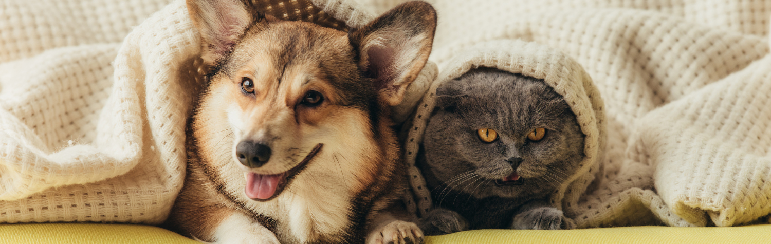 dog and cat hiding underneath white blanket
