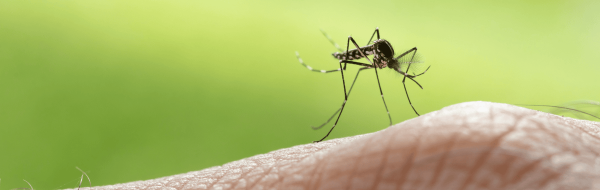 Mosquito landing on a person's skin