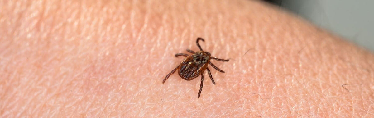 Mite on human skin, a sign of mites in the house