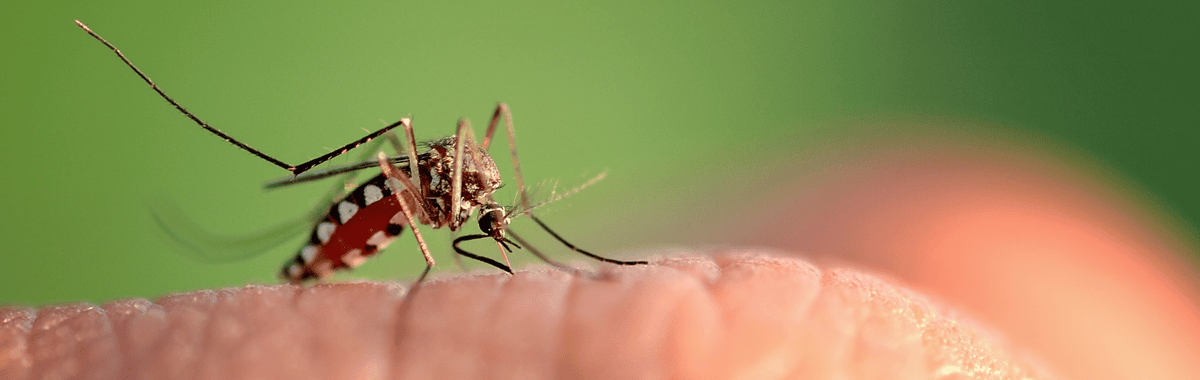 Mosquito biting a hand; mosquitoes are the deadliest insect in the world
