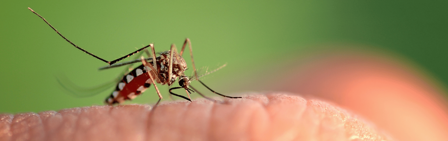 Mosquito biting a hand