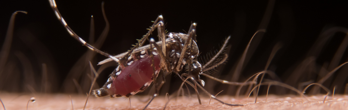 Mosquito feeding on skin