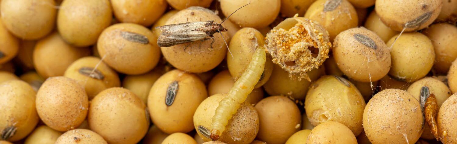Pantry Moth