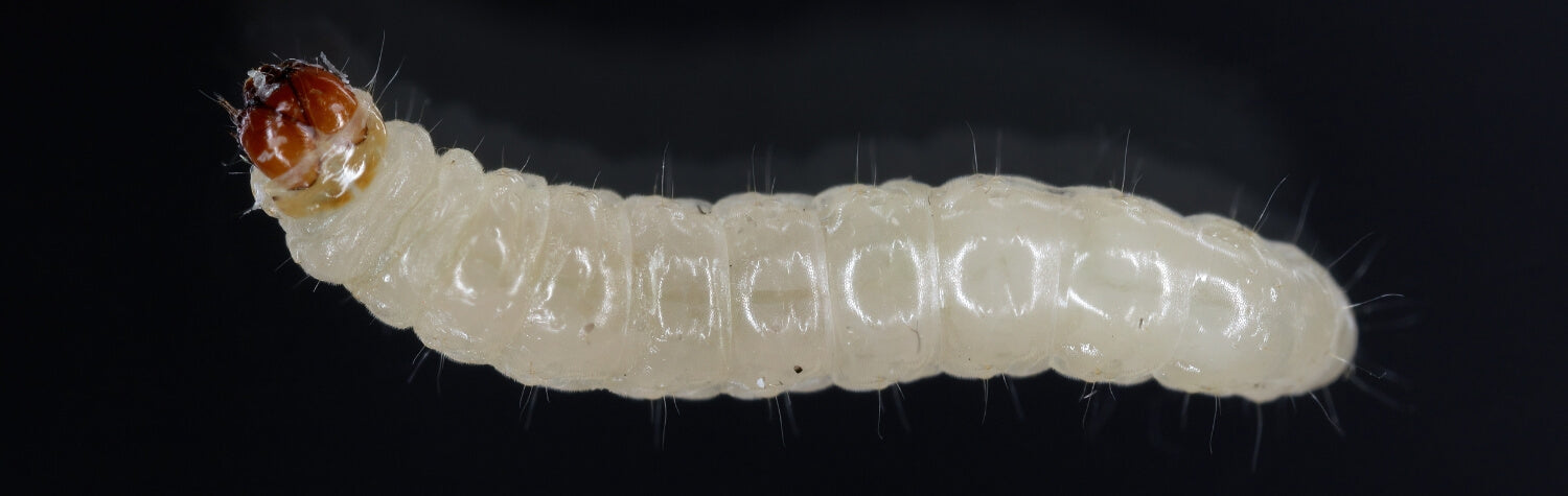 Pantry Moth Larvae