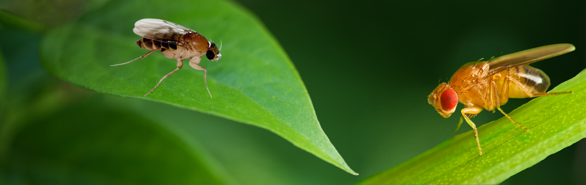Phorid fly and fruit fly on green leaves