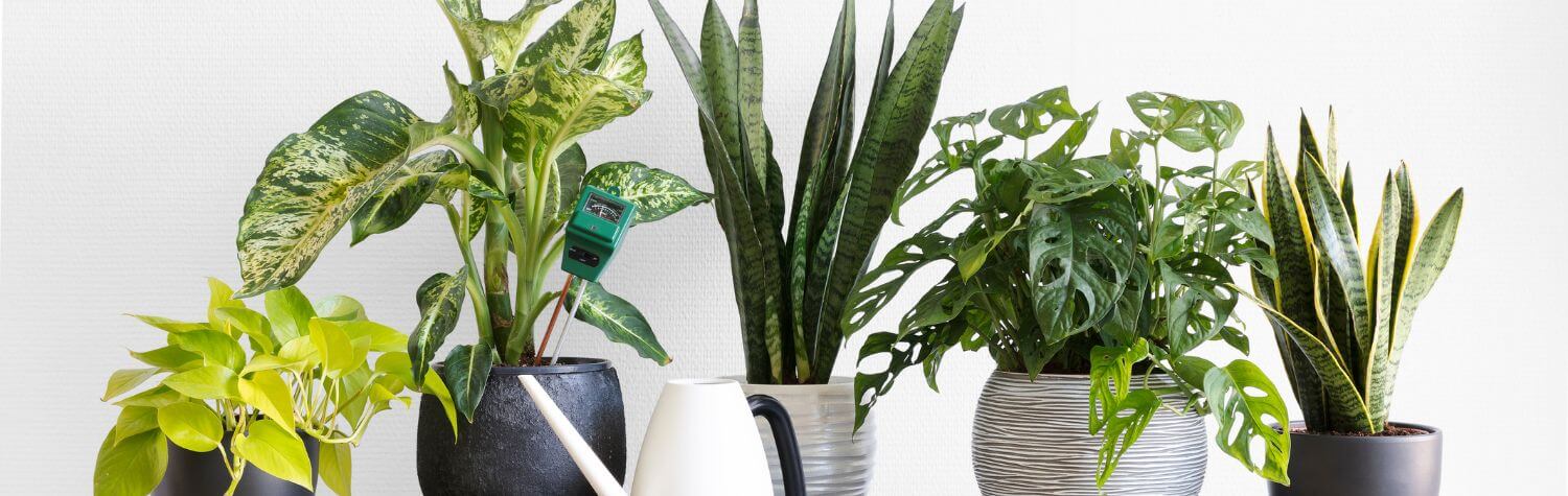 Plants in pots