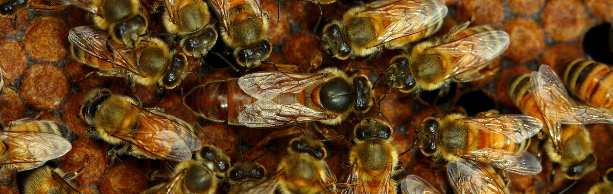 Honeybees on honeycomb, where a queen bee lays her eggs